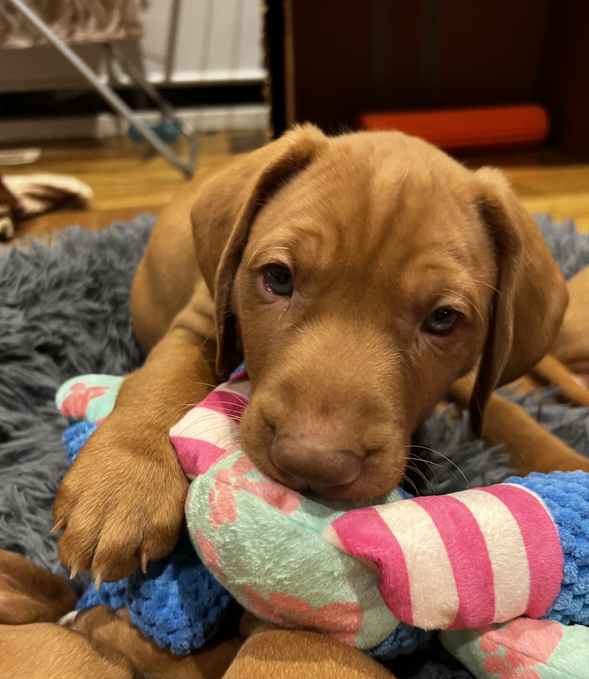 Vizsla Puppy
