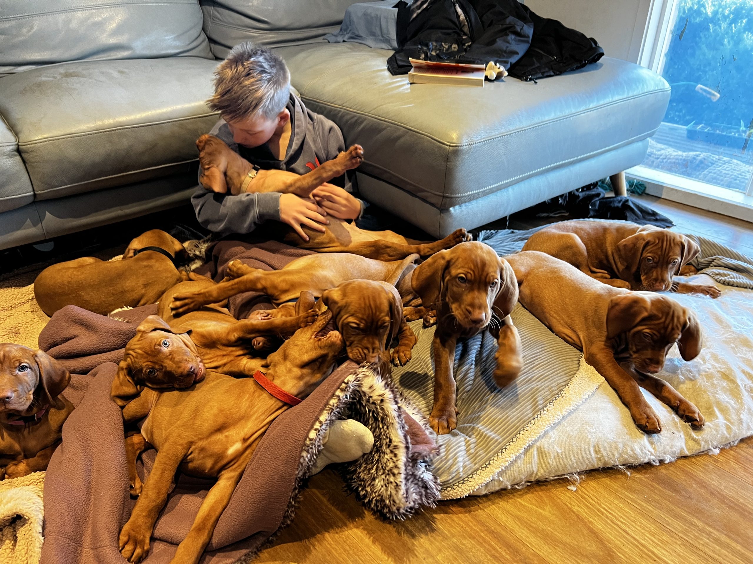 Home raised puppies